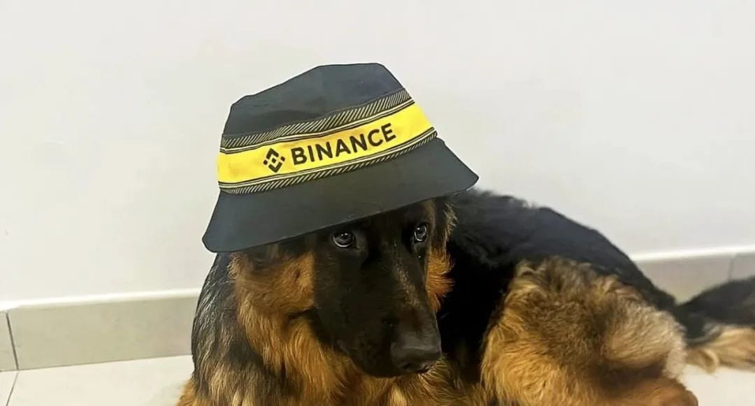 Binance Africa on X: "#Binance dog 💛🐶 https://t.co/aoPv2hrkqp" / X
