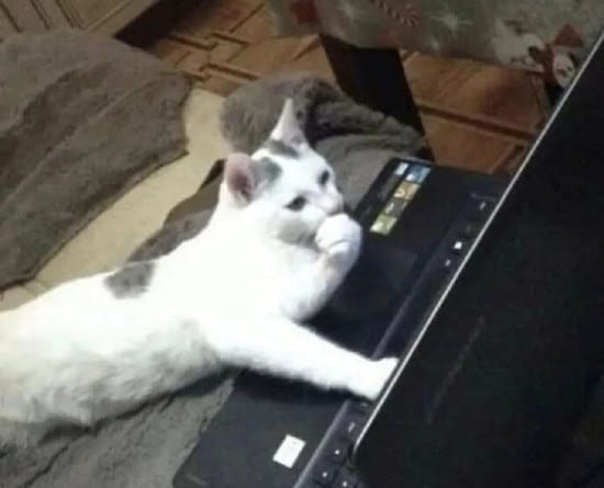 Cat using computer