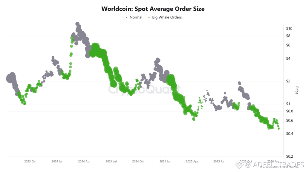 Worldcoin Spot Avg Order Size